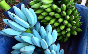 banana blu