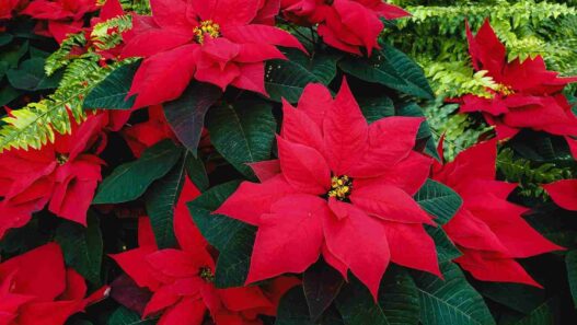 stella-di-natale
