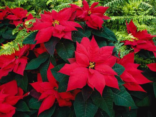 stella-di-natale