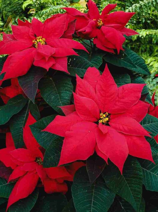 stella-di-natale
