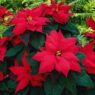 stella-di-natale