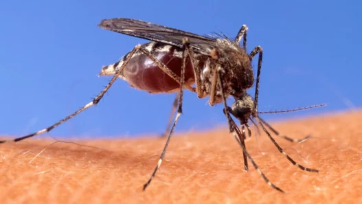 West Nile