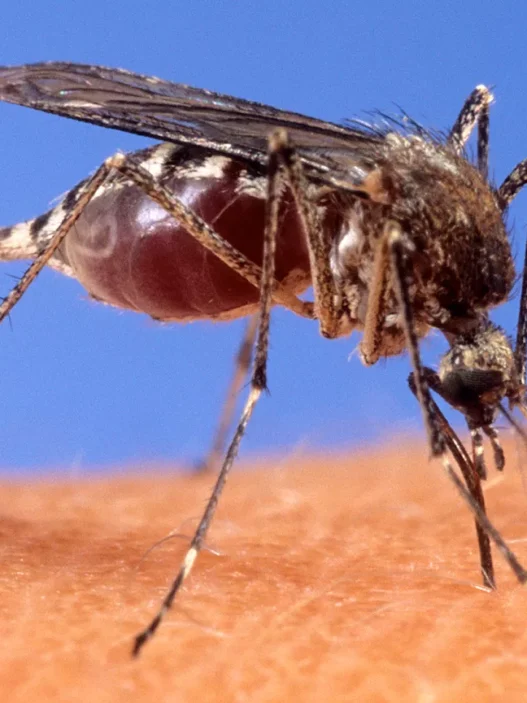 West Nile