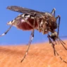 West Nile