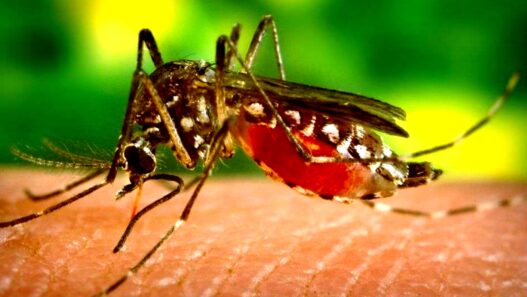 West Nile