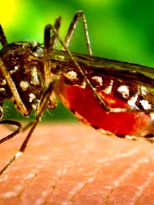 West Nile