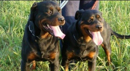 due rottweiler