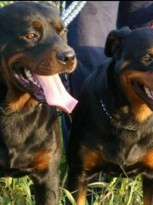 due rottweiler