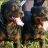 due rottweiler