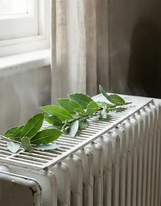 Foglie di alloro verde appoggiate su un termosifone bianco