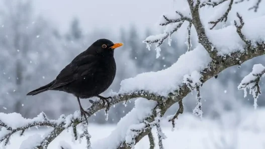 Un merlo nero posato su un ramo innevato durante i giorni più freddi di gennaio