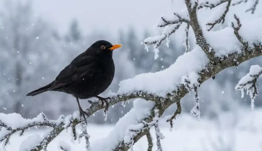 Un merlo nero posato su un ramo innevato durante i giorni più freddi di gennaio
