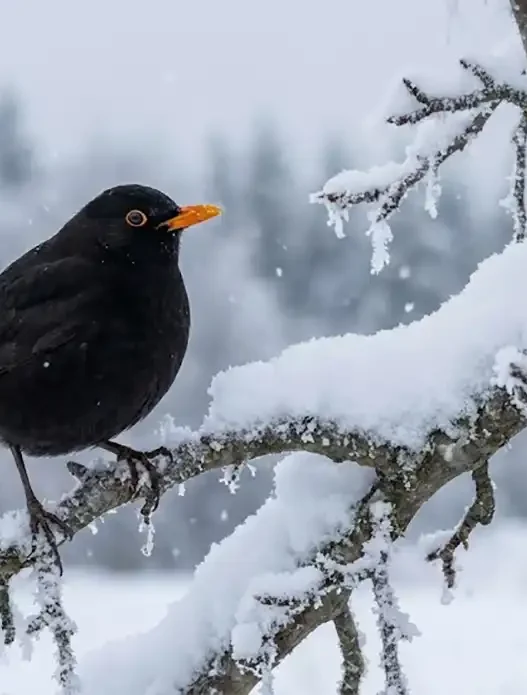 Un merlo nero posato su un ramo innevato durante i giorni più freddi di gennaio