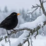 Un merlo nero posato su un ramo innevato durante i giorni più freddi di gennaio